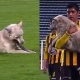 كلب يقتحم ملعب كرة قدم في بوليفيا